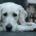 Traiter la peur de votre chien pour les bruits forts