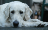 Traiter la peur de votre chien pour les bruits forts