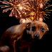 La peur du feu d’artifice avec les chiens